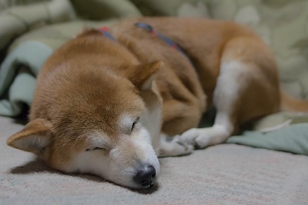 【写真】おやすみなさい