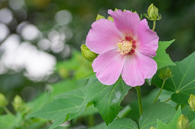 芙蓉