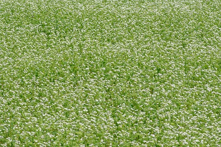 【写真】蕎麦畑