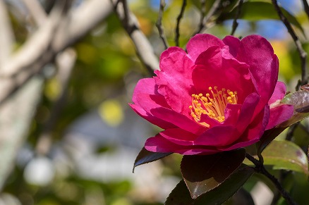 【写真】サザンカ