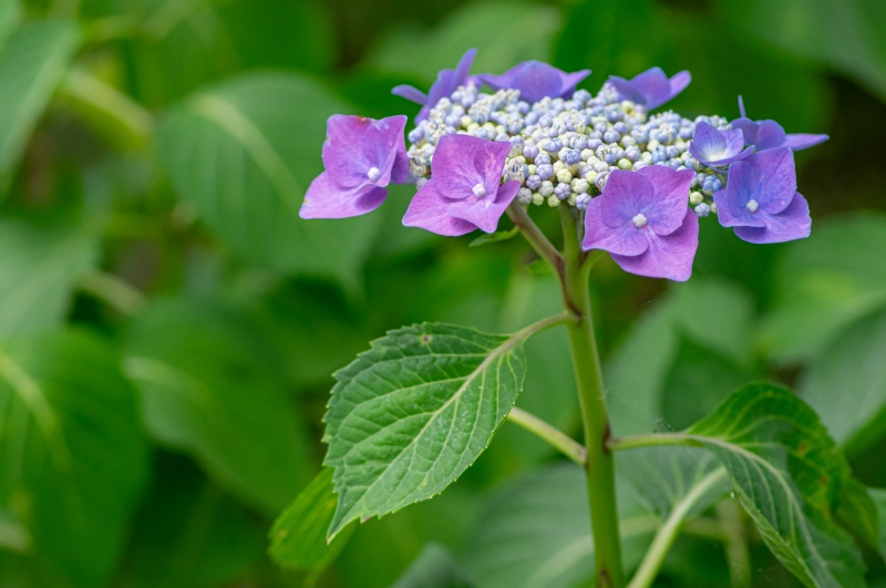 額紫陽花