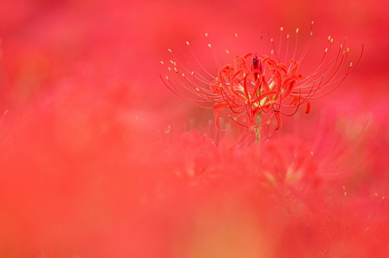 彼岸花