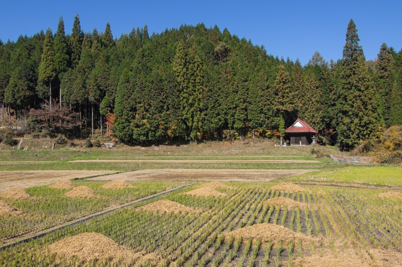 刈田