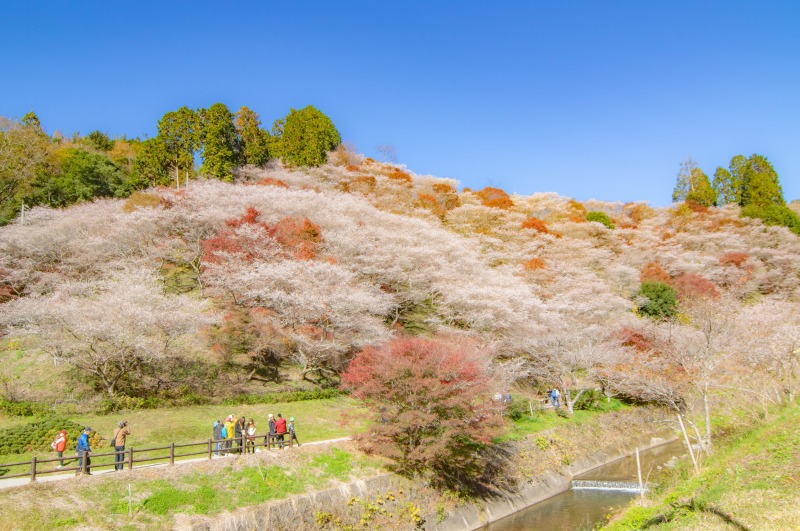 四季桜（小原）