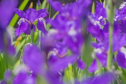 いずれ菖蒲か杜若